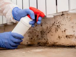 Rushford, MN Mold Removal & Remediation Company